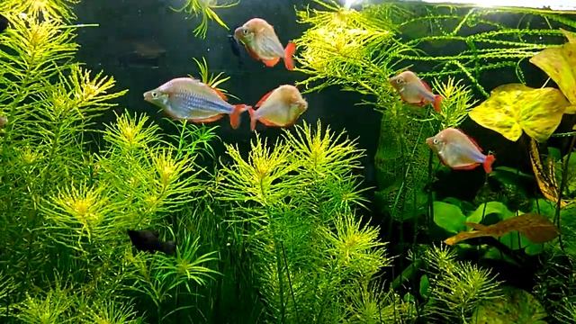 Неоновые радужницы смотреть онлайн