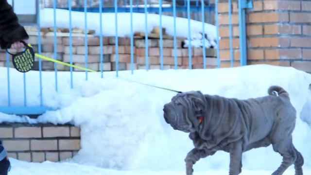 Шар-пей, голубой хорс смотреть онлайн