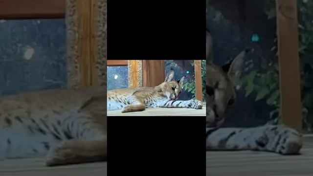 саванна, гибрид, Каравал Сэр #саванна#шикарныйкотей смотреть онлайн