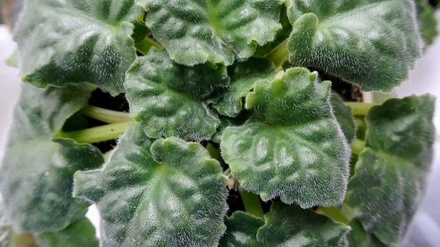 ФИАЛКИ Мои реанимашки на северном окне смотреть онлайн