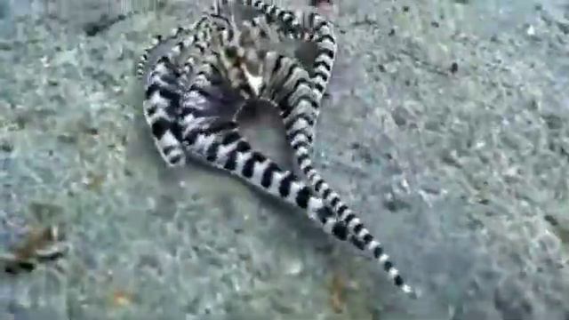Удивительный осьминог смотреть онлайн