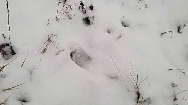 Проверка капканов на норку, на куницу, на лису. Есть результат. смотреть онлайн