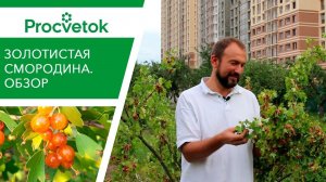 Эта СМОРОДИНА должна быть у каждого!