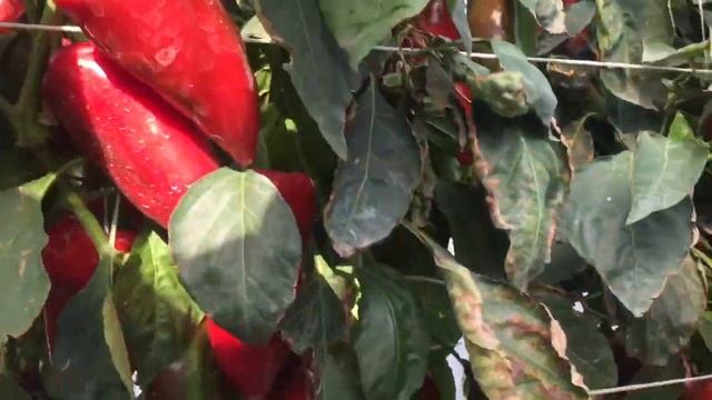 Перец сладкий тип Капия конический грубостенный ФХ Володимирські Сади смотреть онлайн