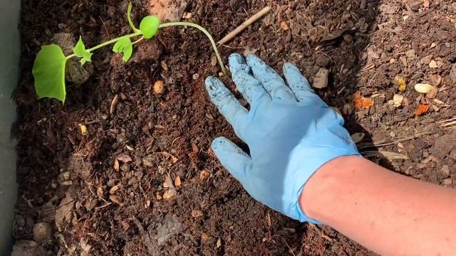 ОГОРОД: ВЫСАЖИВАЮ ОГУРЦЫ, КАБАЧКИ И АРБУЗ В КОНТЕЙНЕРЫ смотреть онлайн