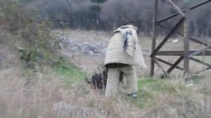 Ротвейлер Защита хозяина.