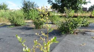 Как Успешно Выращивать Голубику!? О Поливе и Подкормке!