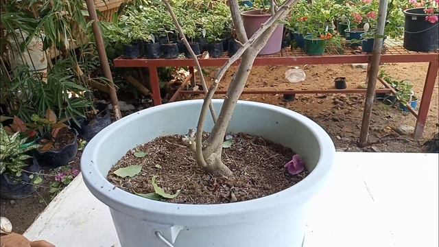 as a result of my unified pruning in Bougainvillea within three weeks they flowered a lot смотреть онлайн