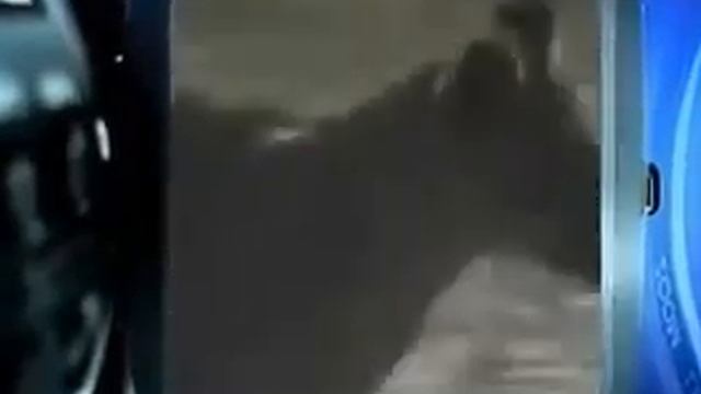 Crocodile vs Lion Pride Крокодил против Львов смотреть онлайн