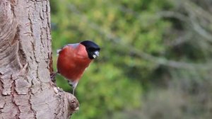 Пение певчих птиц.Соловьи.\ BirdSong.Nightingale