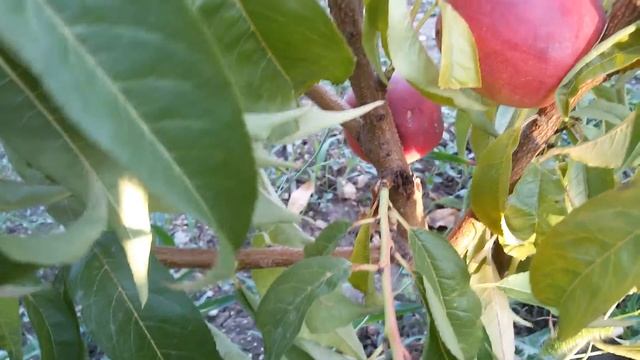 Нектарин Меганом смотреть онлайн