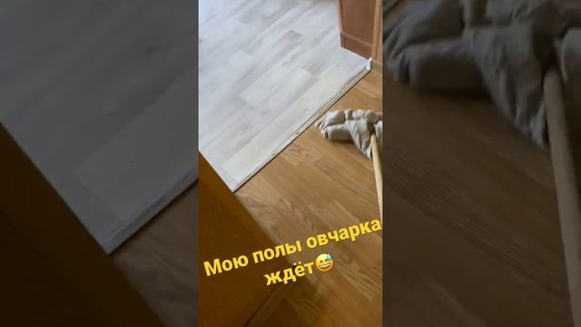 Немецкая овчарка в квартире. Моим полы. Выдержка. смотреть онлайн