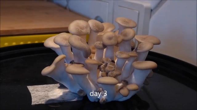 Ускоренная съемка роста грибов #2 смотреть онлайн