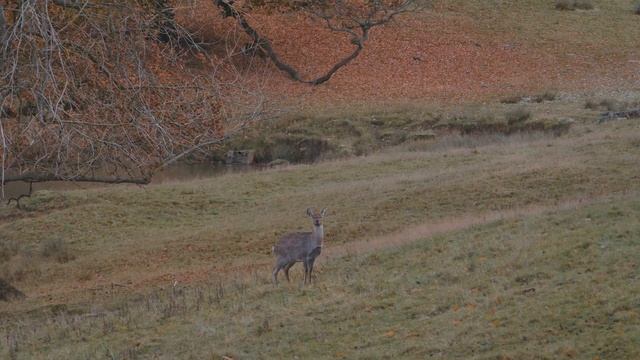 GH5M2 Flat Photo Style Test with Nature and Wildlife смотреть онлайн