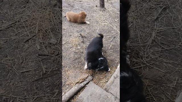 Деревенское счастье. Медвежата растут. смотреть онлайн