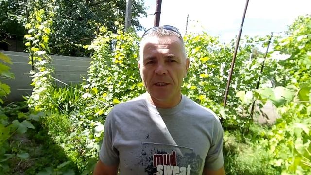 Садовые индикаторы появления оидиума на вашем участке. смотреть онлайн