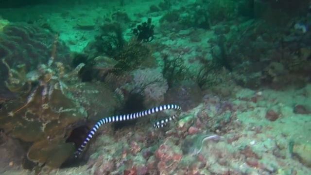 Кольчатый плоскохвост 02 2016г HD смотреть онлайн