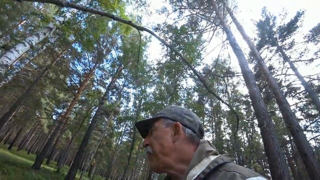 Не долго думая поехали за грибами. смотреть онлайн