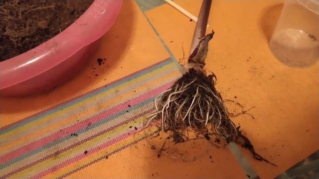 Алоказия Юкатан Принцесс ( Alocasia Yucatan Princess), наращивают корни. смотреть онлайн