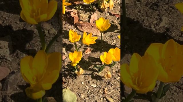 Шафран цветёт осенью. смотреть онлайн