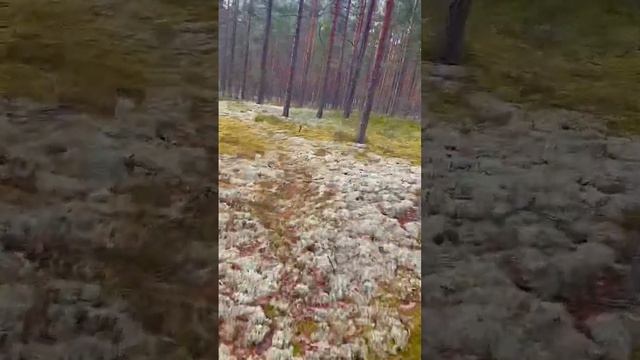 ГРИБНОЙ ДУРДОМ и ГРИБНОЕ СУМАСШЕСТВИЕ! ГРИБНИК ОШАРАШЕН! СКАЗОЧНАЯ КАРЕЛИЯ 2022 БЕЛЫЕ ГРИБЫ БОРОВИК смотреть онлайн