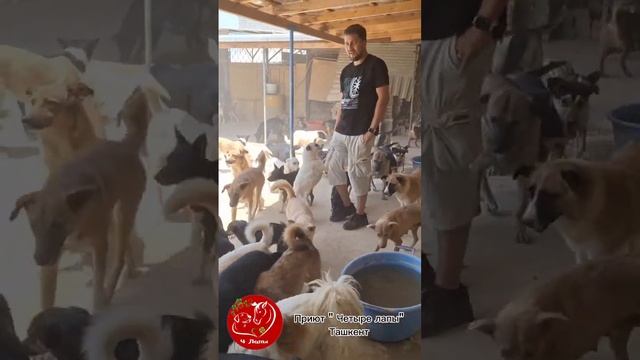 Четыре лапы Ташкент приют. А у нас опять гости в приюте смотреть онлайн
