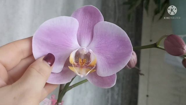 Расцвела орхидея-сюрприз, крупная уценочка №1. смотреть онлайн