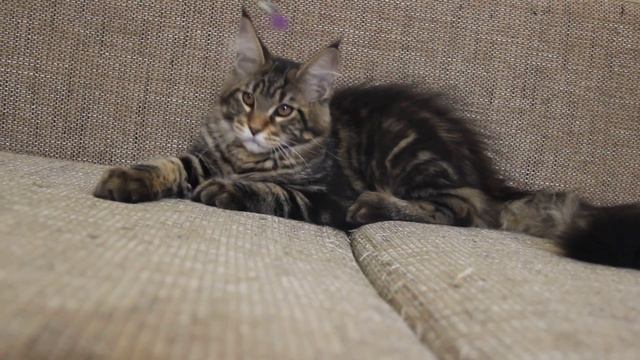 кот Пончик ( ALLYWOOD Osmanthus 4 месяца) смотреть онлайн