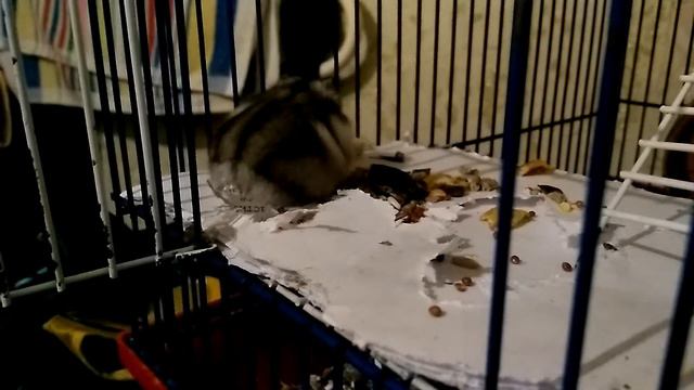 Ананасик не любит прикосновения. смотреть онлайн