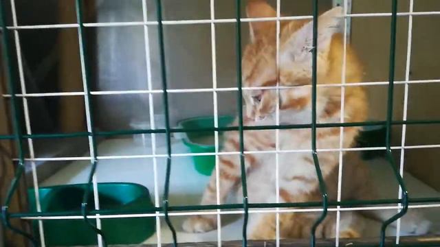 Котёнок Марсик 4 месяца смотреть онлайн