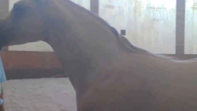 арабский скакун чистокровный .полезная информация смотреть онлайн