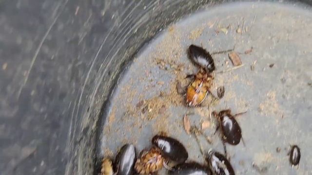 Борьба с хищными жуками...очень не ожидано.. смотреть онлайн