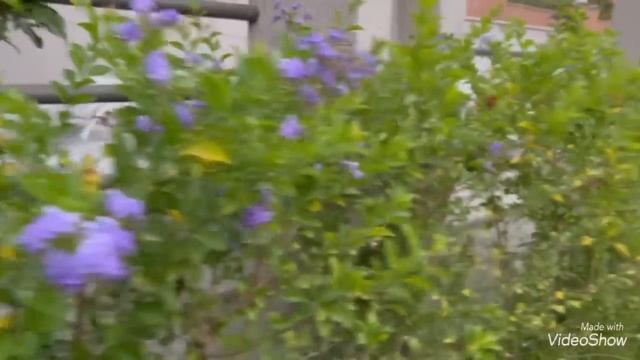 Отдыхаем в Турции ??Азиатский Ресторан ?С утра в бассейн Да хорошо отдыхаем?Olga Kirchgessner смотреть онлайн