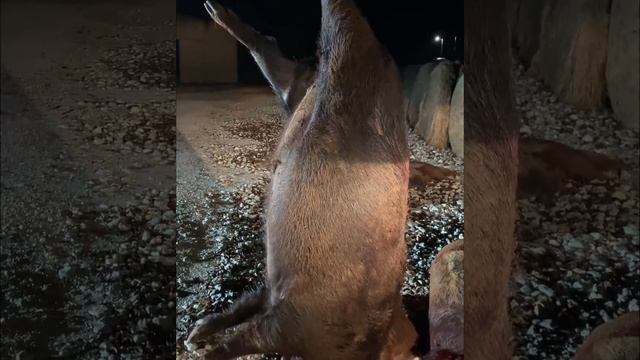 6 Hogs, 2100lbs смотреть онлайн