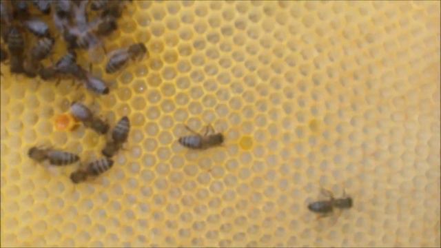 Некачественная пчелиная матка смотреть онлайн