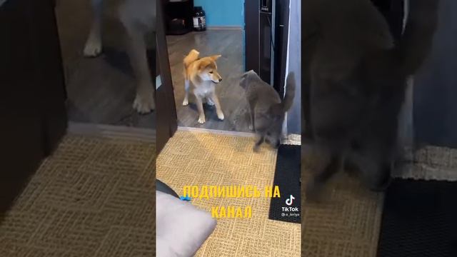 КОТ БЬЕТ ЛАПОЙ СОБАКУ смотреть онлайн
