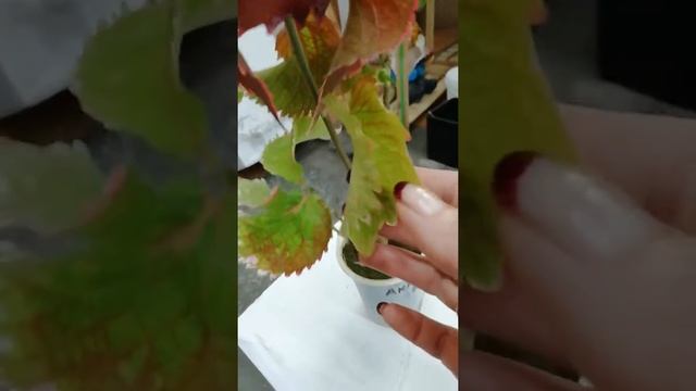 Редкие Комнатные цветы в ассортименте смотреть онлайн
