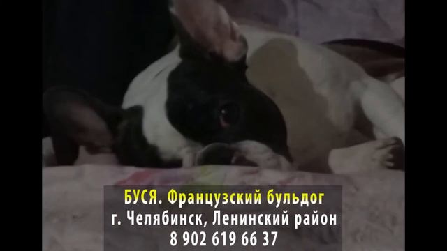 Пропала собака! БУСЯ. Французский бульдог. г. Челябинск, Ленинский район смотреть онлайн