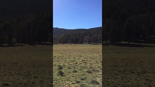 Кедр Горный Алтай смотреть онлайн