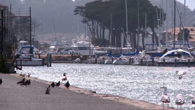 Pájaros en laguna смотреть онлайн
