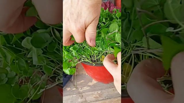 Как сформировать пышную косу у Дихондра . смотреть онлайн