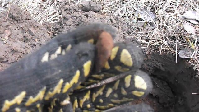 Поиск кладов и артефактов с Тесоро. Легендарное место. Форсирование грязи. смотреть онлайн