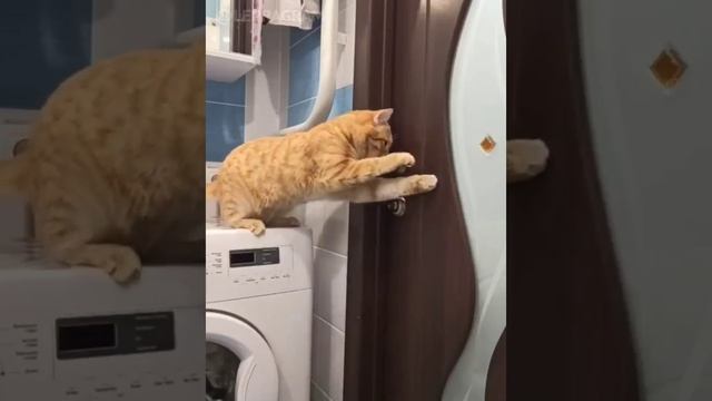 VID_20231030_150935_237.mp4