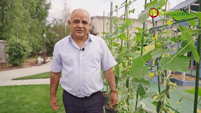 Горшечная Патио Культура Огурца смотреть онлайн