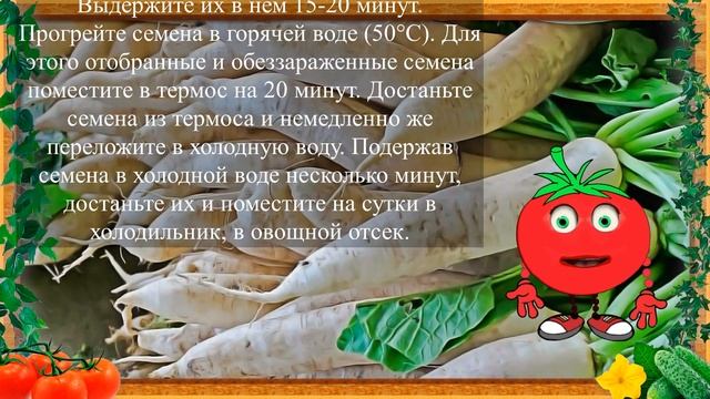 ЯПОНСКАЯ РЕДЬКА В РОССИИ! смотреть онлайн