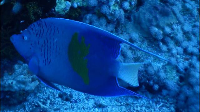 Nikon coolpix .Sharm el Sheikh Egypt.Foto. смотреть онлайн