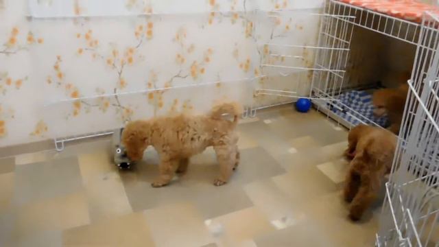 Щенки миниатюрного и той пуделя, д. р. 10.08.2016