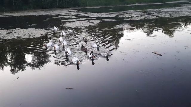 Утки гуси смотреть онлайн
