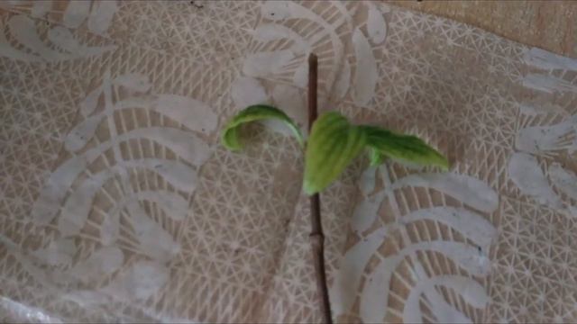 ЧЕРЕНКУЮ ГОРТЕНЗИЮ МЕТЕЛЬЧАТУЮ смотреть онлайн