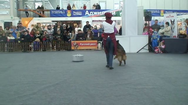 Дорохова Светлана и немецкая овчарка Рена. 30.01.2016  Пермь